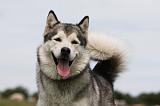 ALASKAN MALAMUTE 681